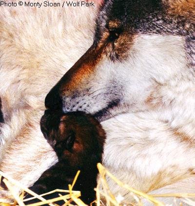 Karin sniffing one of her pups.